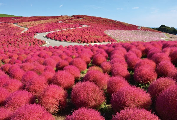 꽃의 낙원으로 유명한 히타치 해변공원. 가을에는 코키아, 봄에는 4만5,000 송이의 네모필라가 장관을 이룬다