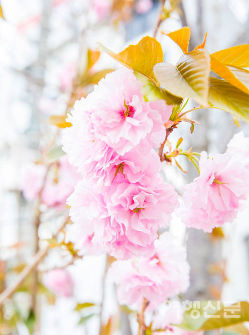 일본 벚꽃