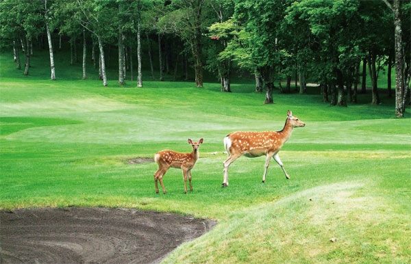 제이홀리데이는 여름 시즌 홋카이도 구시로 골프상품을 출시했다. 사진은 아칸CC