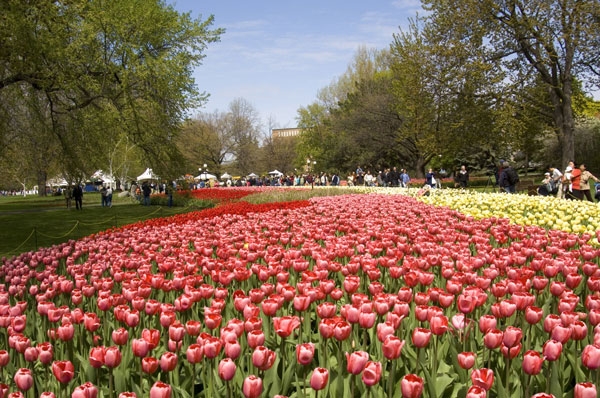 캐나다 오타와에서 5월11일부터 20일까지 튤립 페스티벌이 열리며, 밴쿠버 벚꽃축제는 4월28일 피날레를 장식한다