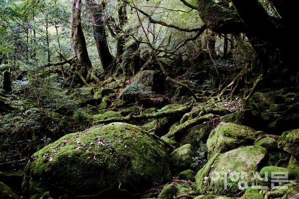 스토리투어가 세계자연유산으로 지정된 야쿠시마에서 대자연을 느끼며 트레킹을 할 수 있는 여행상품을 출시했다