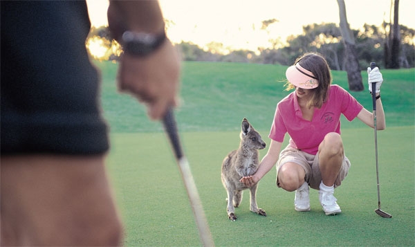 이룸투어가 호주 프리미엄 골프 상품을 출시했다. 호주 골프장은 캥거루와 함께 라운드하는 색다른 재미도 보장한다 ⓒ이룸투어
