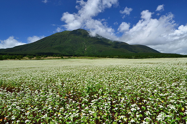 구로히메 산과 메밀밭