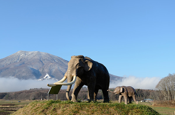 조노코미치에서는 3m가 넘는 키의 코끼리 화석이 발견됐다