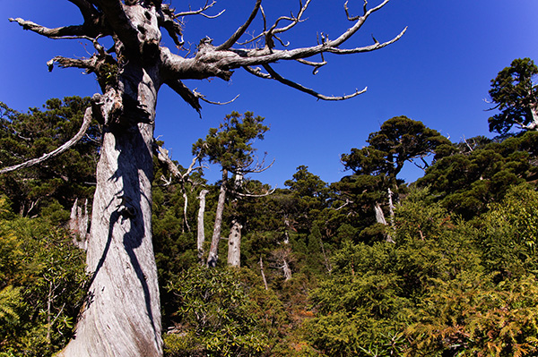 야쿠시마에는 천 년 넘은 나무들이 가득하다