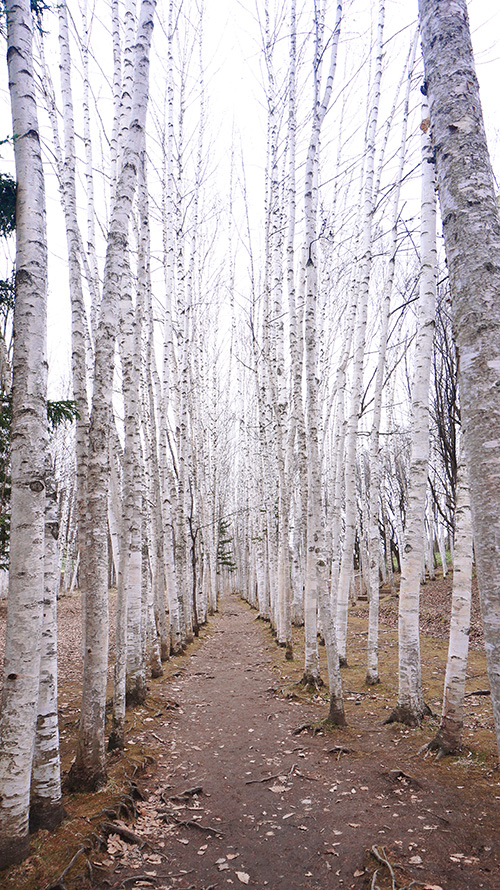 갤러리 탁신관에서는 비에이의 사계절을 만날 수 있다. 자작나무숲도 훌륭한 사진스폿