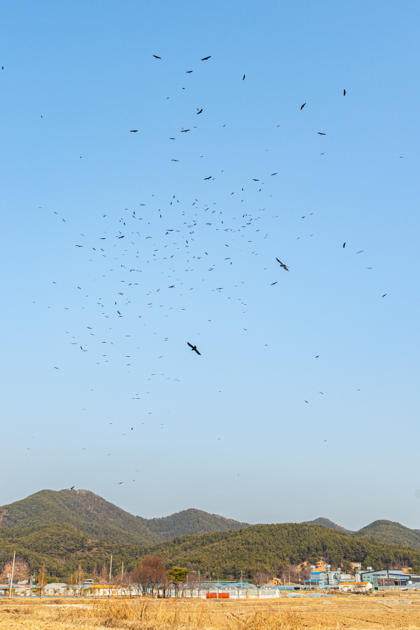 매년 겨울, 고성에는 수백 마리의 독수리가 모여든다