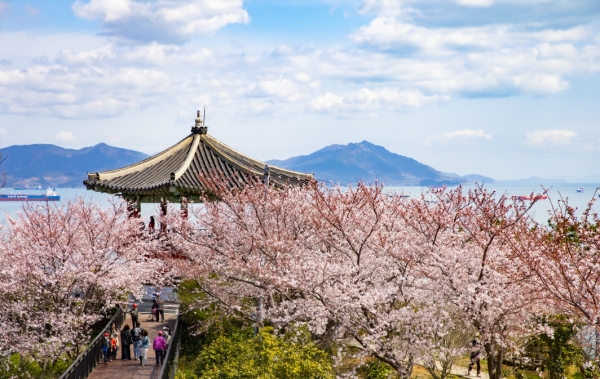 벚꽃이 만개한 여수 해상 케이블카 인근 /여행신문CB