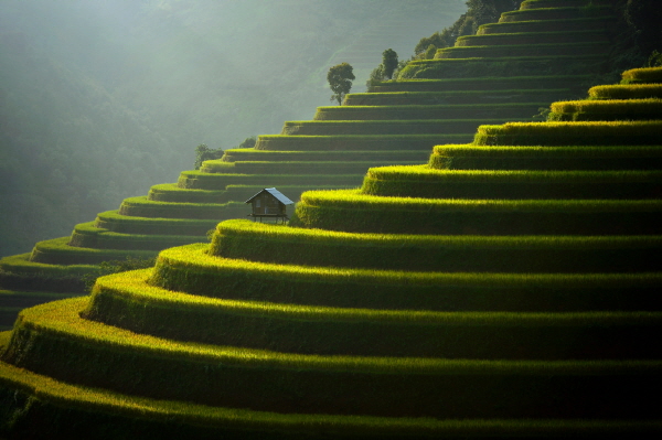 landscape terraced rice field, Mu Cang Chai