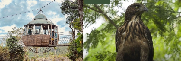 마숭이 지오리저브 에어하우스(왼쪽)와 서식 중인 멸종위기 필리핀 매독수리 / 필리핀관광부