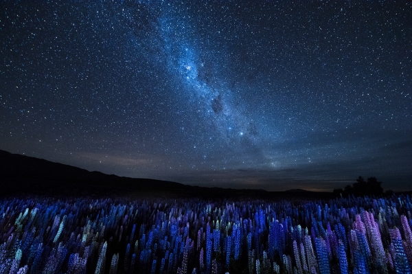 뉴질랜드의 밤하늘과 루핀 / Junji Takasago