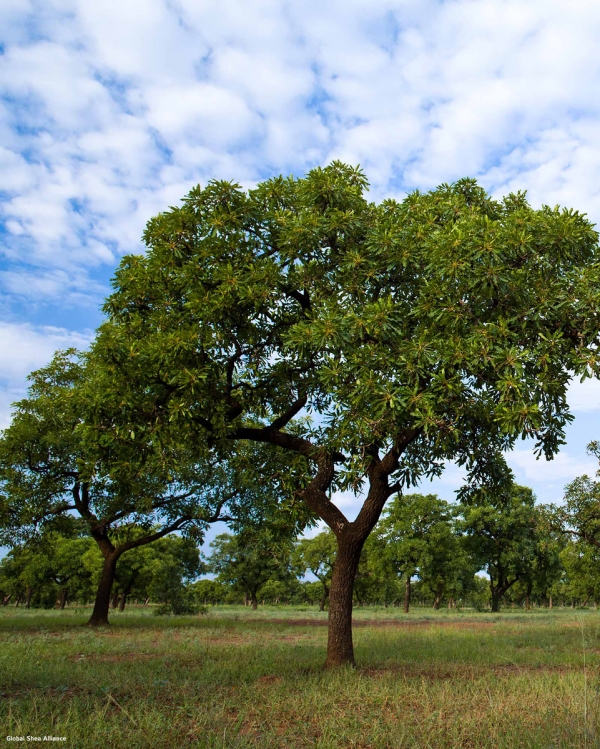 세네갈에서 남수단까지 아프리카 21개국에 걸쳐 자라 있는 시어 나무 / 글로벌 시어 얼라이언스