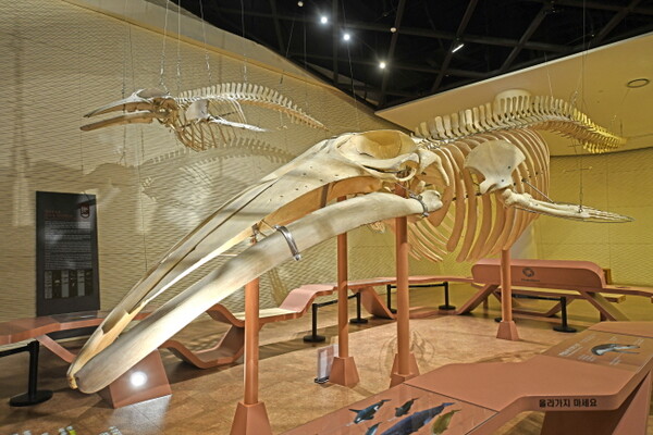 국립해양생물자원관은 6년의 제작기간을 거쳐 완성된 참고래 실물 골격표본을 전시했다 / ©정철훈