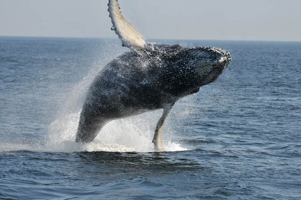타두삭은 조디악(Zodiac) 고무보트나 카약을 타는 등 다양한 형태의 고래 관찰 크루즈를 운행한다. 사진은 혹등고래 / Bonjour Québec