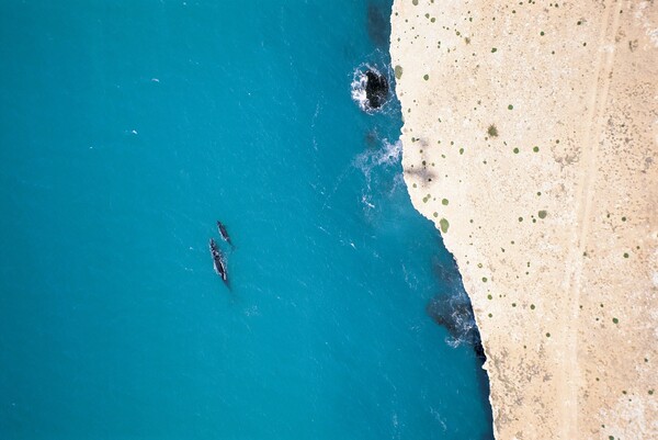 남방긴수염고래와 혹등고래는 출산을 위해 태즈매니아 주변에 머문다. 사진은 남방긴수염고래 / 남호주 관광청 