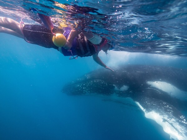 돌고래와 수영을 즐길 수 있으며, 가까이서 고래를 관찰할 수 있는 크루즈 투어도 마련되어 있다. / 퀸즈랜드주 관광청