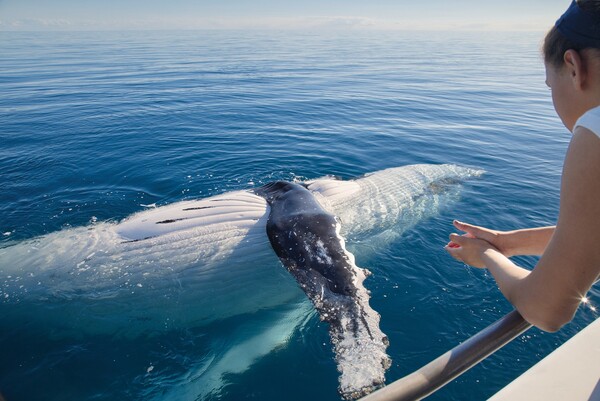 고래 관찰 투어를 통해 먼 바다에서 고래들이 새끼 고래와 유영하는 모습을 볼 수 있다 / 퀸즈랜드주 관광청