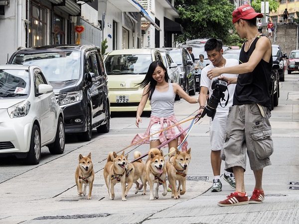 홍콩의 반려동물 동반 가구 비율이 2018년 기준 9.4%인 것으로 집계됐다. 사진은 포호 거리에서 반려동물과 산책 중인 홍콩 시민 모습 / 여행신문 CB 