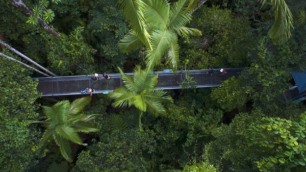 데인트리 국립공원에서는 1억8,000만년이 넘는 역사를 지닌 산악 열대우림을 감상할 수 있다 / 퀸즐랜드주 관광청