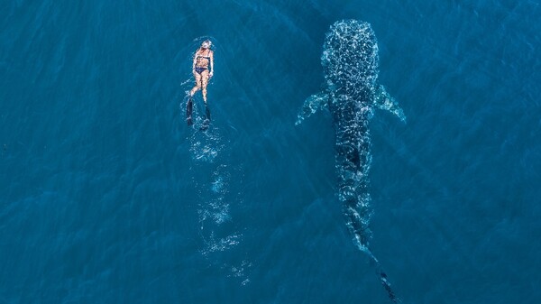 닝갈루 해안에서는 세계에서 가장 큰 물고기인 고래상어를 만날 수 있다 / 서호주관광청