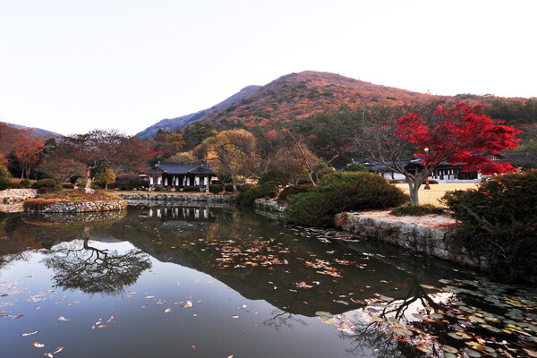 운림산방의 아름다운 가을 풍경 / 진도군청