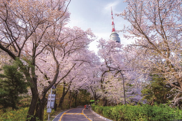 남산공원 산책로의 벚꽃