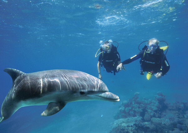 돌고래와 함께 수영할 수 있는 돌핀 리프 구역으로 알려진 에일랏의 바다 풍경 / 이스라엘관광청 