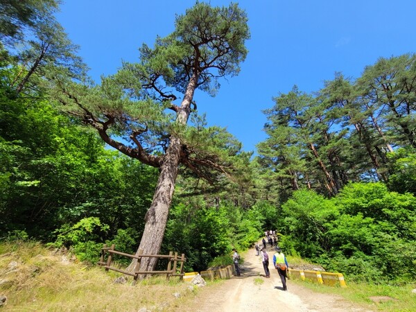 울진금강소나무숲길 가족탐방로에서는 오백년소나무를 만날 수 있다 / 한국관광공사