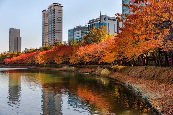 석촌호수는 동호와 서호로 나뉘고, 산책로 좌우로 늘어선 벚나무들이 가지를 뻗어 터널을 이룬다 / 서울관광재단