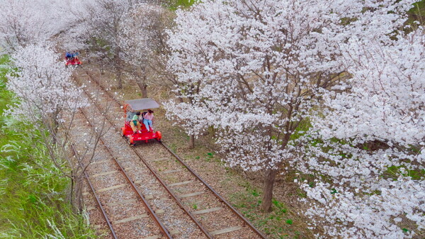 벚꽃 터널을 지나가는 가평 레일바이크 / 한국관광공사