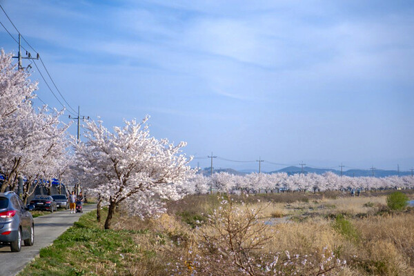 영천댐을 시작으로 지방도를 따라 40km가 이어진 벚꽃길은 드라이브를 즐기기 제격이다 / 한국관광공사
