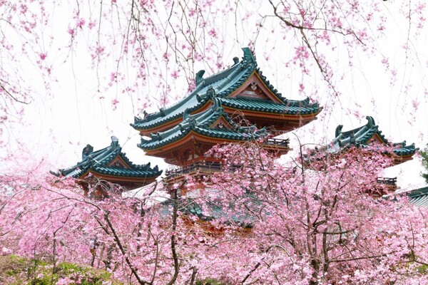 올봄부터 일본 여행 숙박세·입장료에 등골 휠라 < 동향·트렌드 < 여행BIZ < 기사본문 - 여행신문