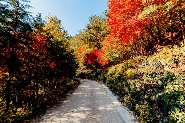 숲 안으로 들어서면 단숨에 달콤한 숲 공기가 코를 간질인다