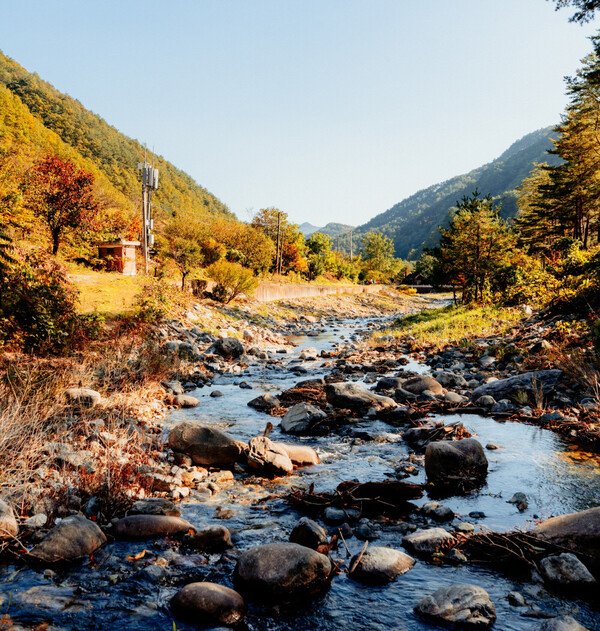 시원한 계곡물이 흐르는 목가적인 숲의 풍경