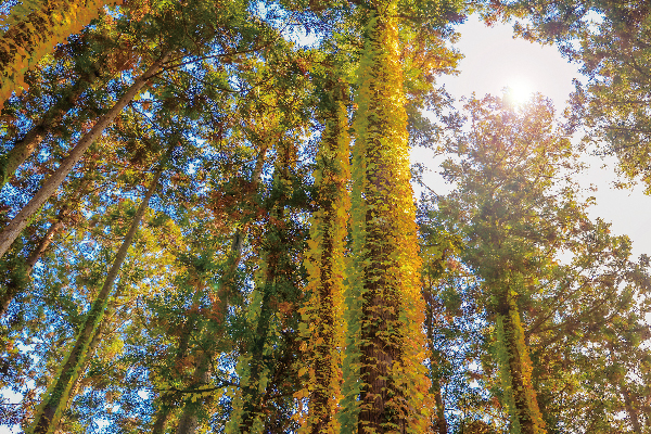 다가죠 폐사 절터를 기점으로 자연이 펼쳐진다