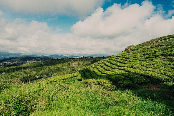 까닷 티 언덕(Cau Dat Tea Hill)