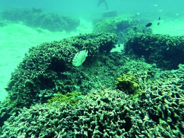 클럽메이트와 함께 괌의 바다 속을 누빌 수 있다