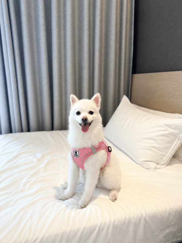강릉 해변을 산책하기 위해 하네스를 입은 테오 / 송미주 기자