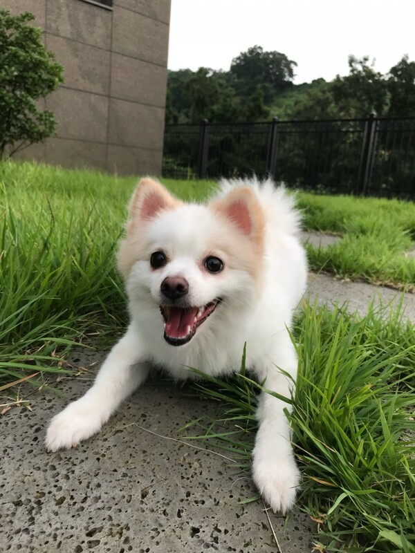 올해로 10살이 된 폼피츠 강아지 송테오 / 송미주 기자